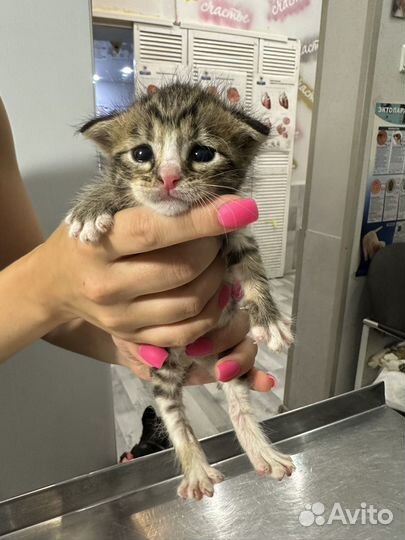 Вислоухий котёнок в добрые руки ищет дом
