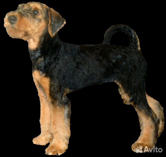 Щенки эрдельтерьера