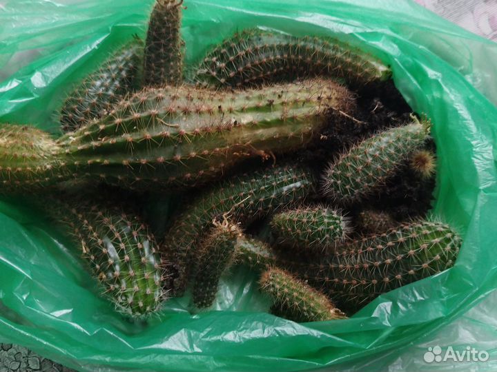 Комнатные цветы бесплатно