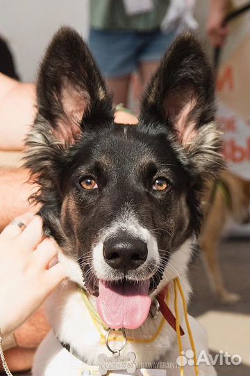 Подросток метис колли Луна в дар