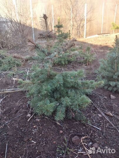 Голубые ели саженцы