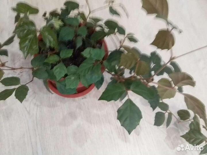 Циссус (комнатный виноград)