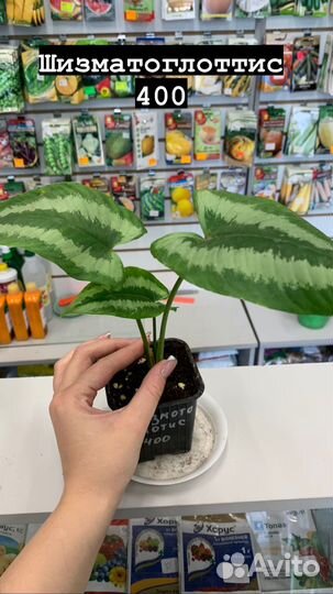 Комнатные растения