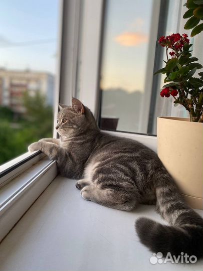 Британская кошка