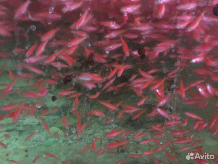 Аквариумные рыбки оптом