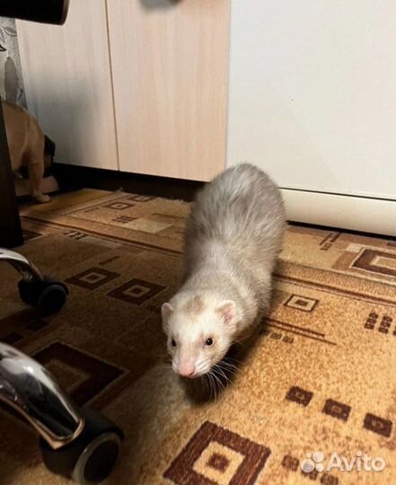 Домашний хорек