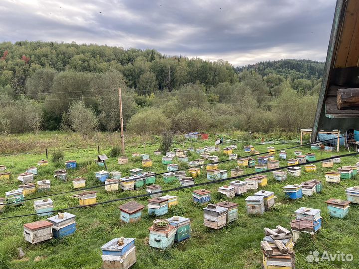 Пчелосемьи, пасека, пчелы