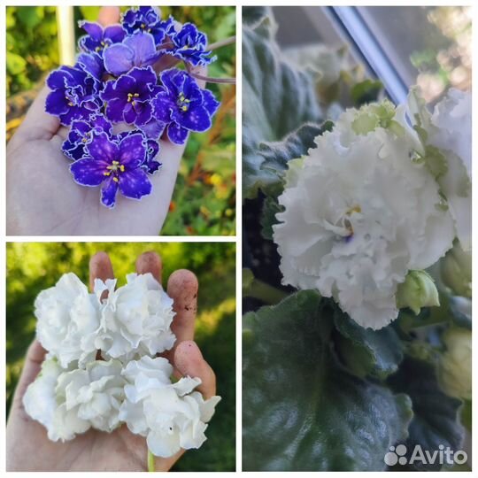 Фиалки сортовые детки