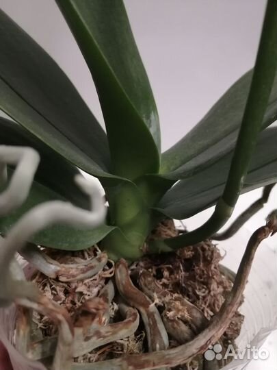 Орхидея фаленопсис мультифлора