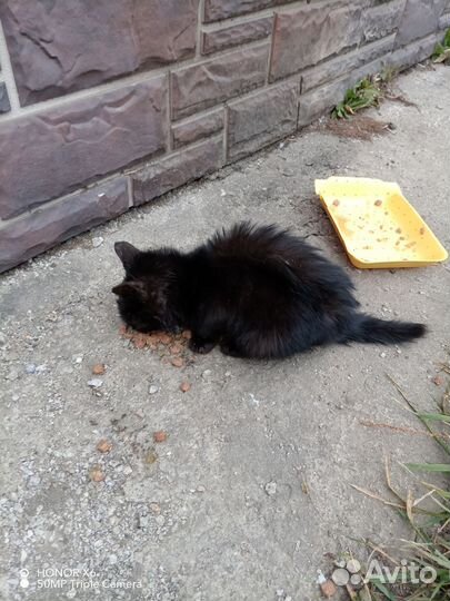 Бездомный котик