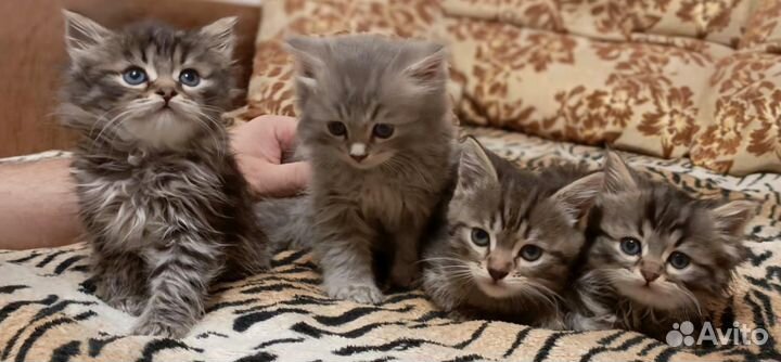 Кошки в добрые руки бесплатно