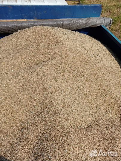 Продам рожь