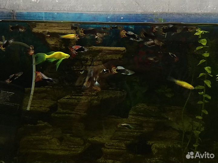 Живые растения для аквариума, креветки, гуппи