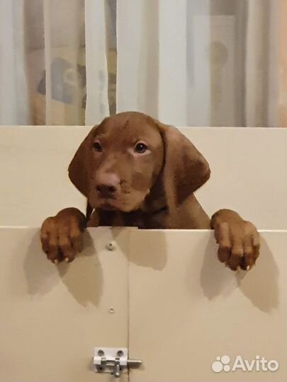 Венгерская выжла щенки