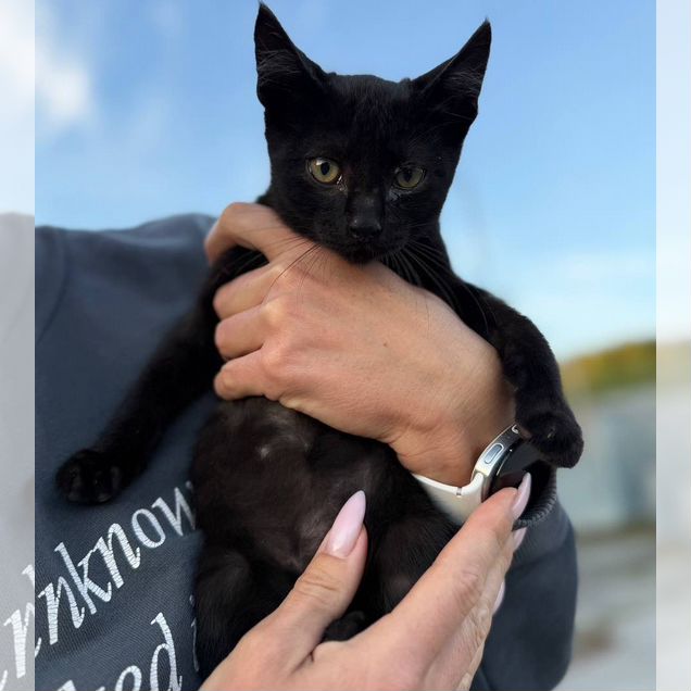 Котёнок в добрые руки