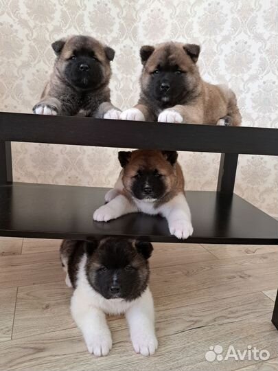 Щенки американской акиты