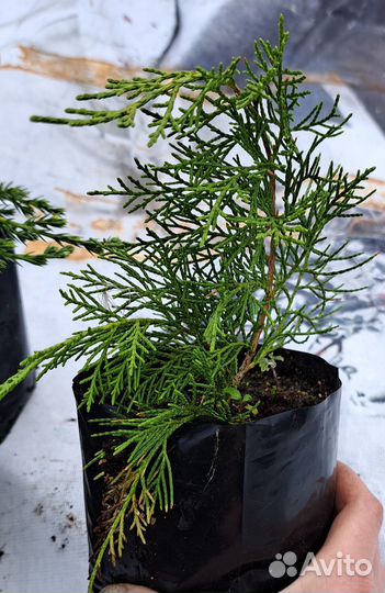 Можжевельники