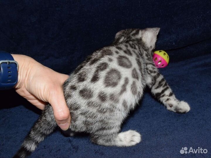 Бенгальский котенок серебро