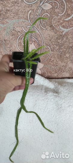 Пеларгония герань