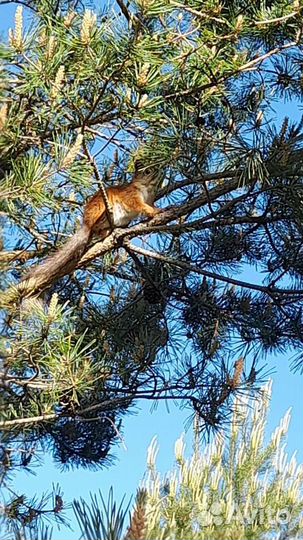 Варенье из молодых сосновых шишек