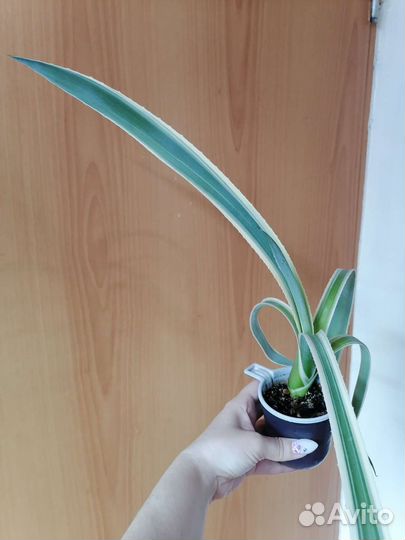 Суккуленты