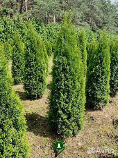 Туя Колумна артикул L-978