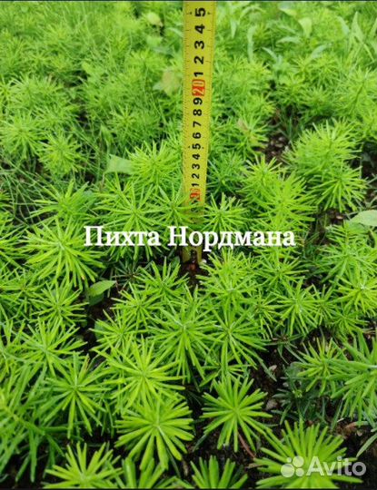 Ель голубая саженцы / сеянцы