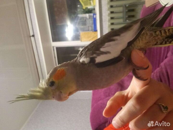 Продам птенцов карелл ручные