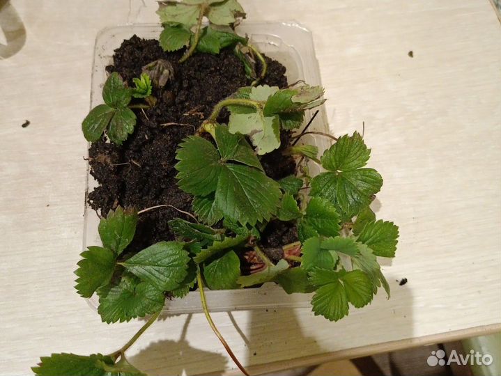 Вкуснейшая рассада клубники