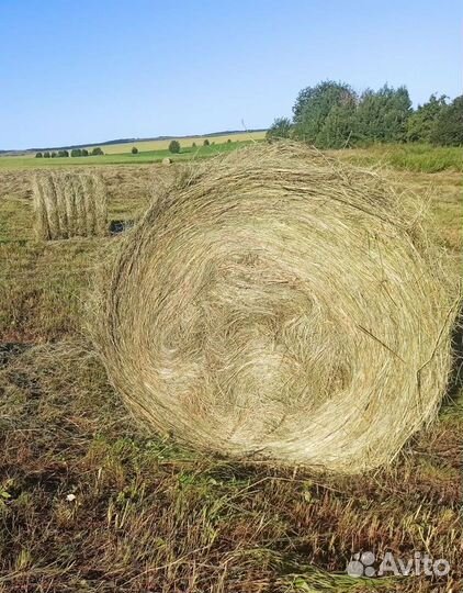 Продам сено в рулонах 400 кг пресс-пр145с