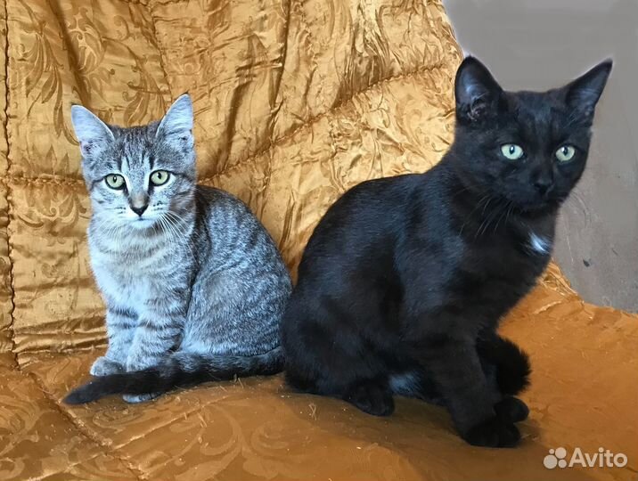 Котейки