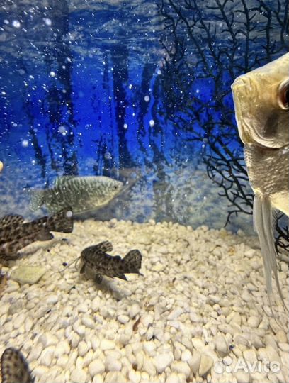 Скалярия, таракатум, мраморная гурами