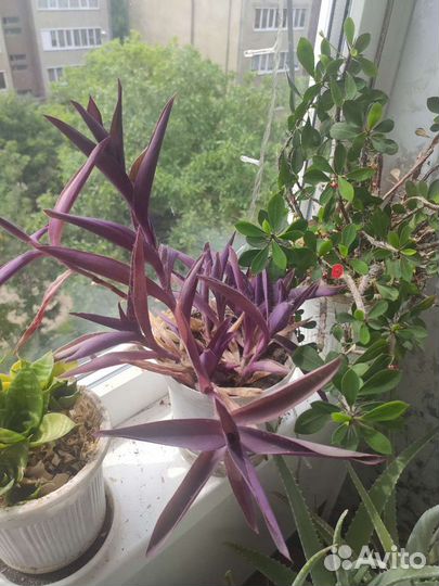 Сеткреазия пурпурная (или Традесканция бледная)