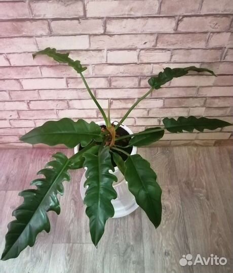 Филодендрон Hэppoy