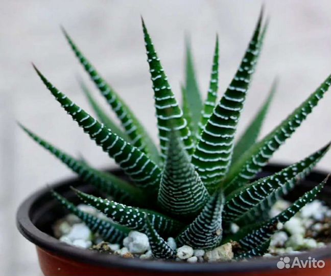 Хавортия полосатая