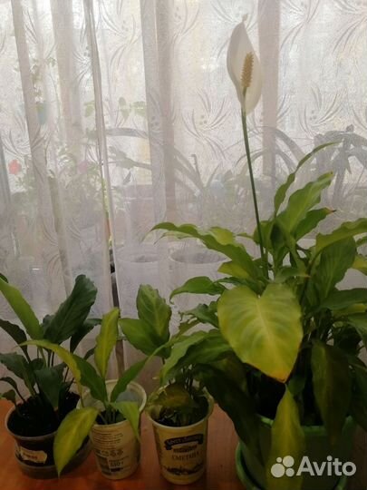 Спатифиллум