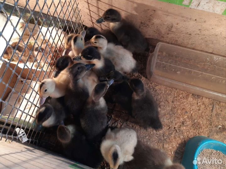 Утята,цыплята