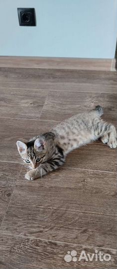 Кошкапродам котёнок-рысёнок мальчик Пикси Боб