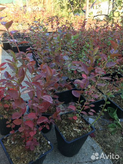 Ягодки на кустиках Голубики