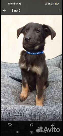 Ронни в поисках семьи