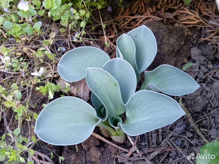 Многолетники