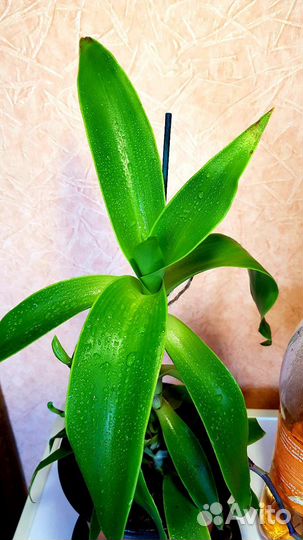 Золотой ус, лечебный цветок+удобрение для цветов