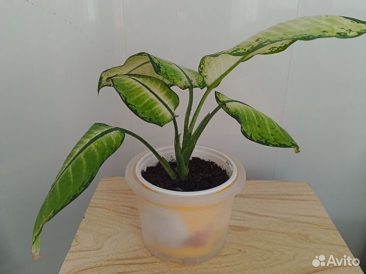 Диффенбахия