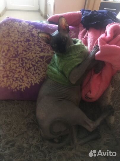 Канадский сфинкс