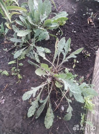 Многолетники