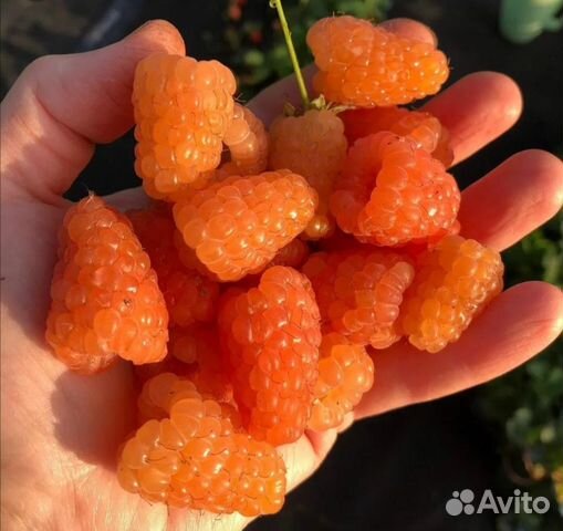 Саженцы малины Оранжевое чудо купить в Новокузнецке | Товары для дома и ...
