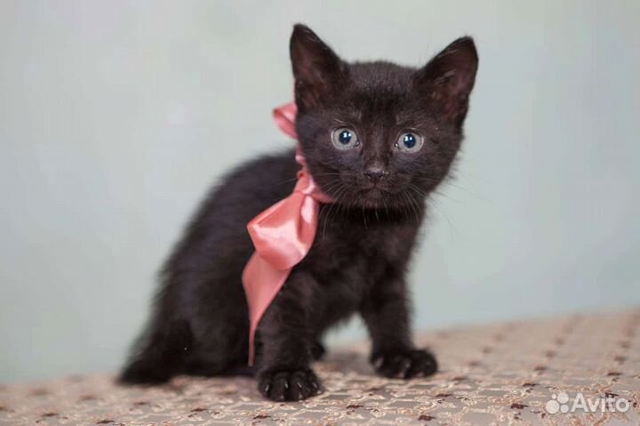 Чёрный котёнок в добрые руки