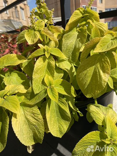 Колеус желто-зеленый блюме золотой