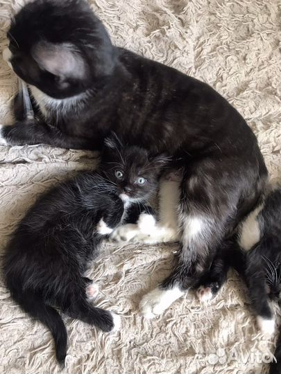 Кошки в добрые руки бесплатно