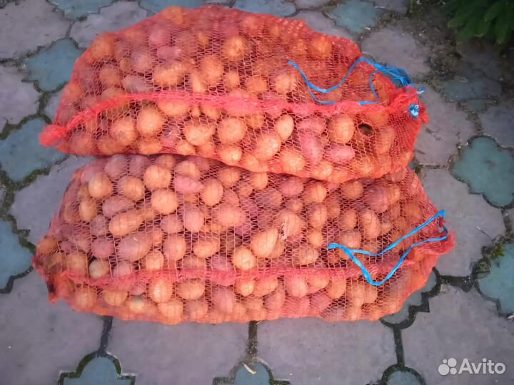 Семенной картофель